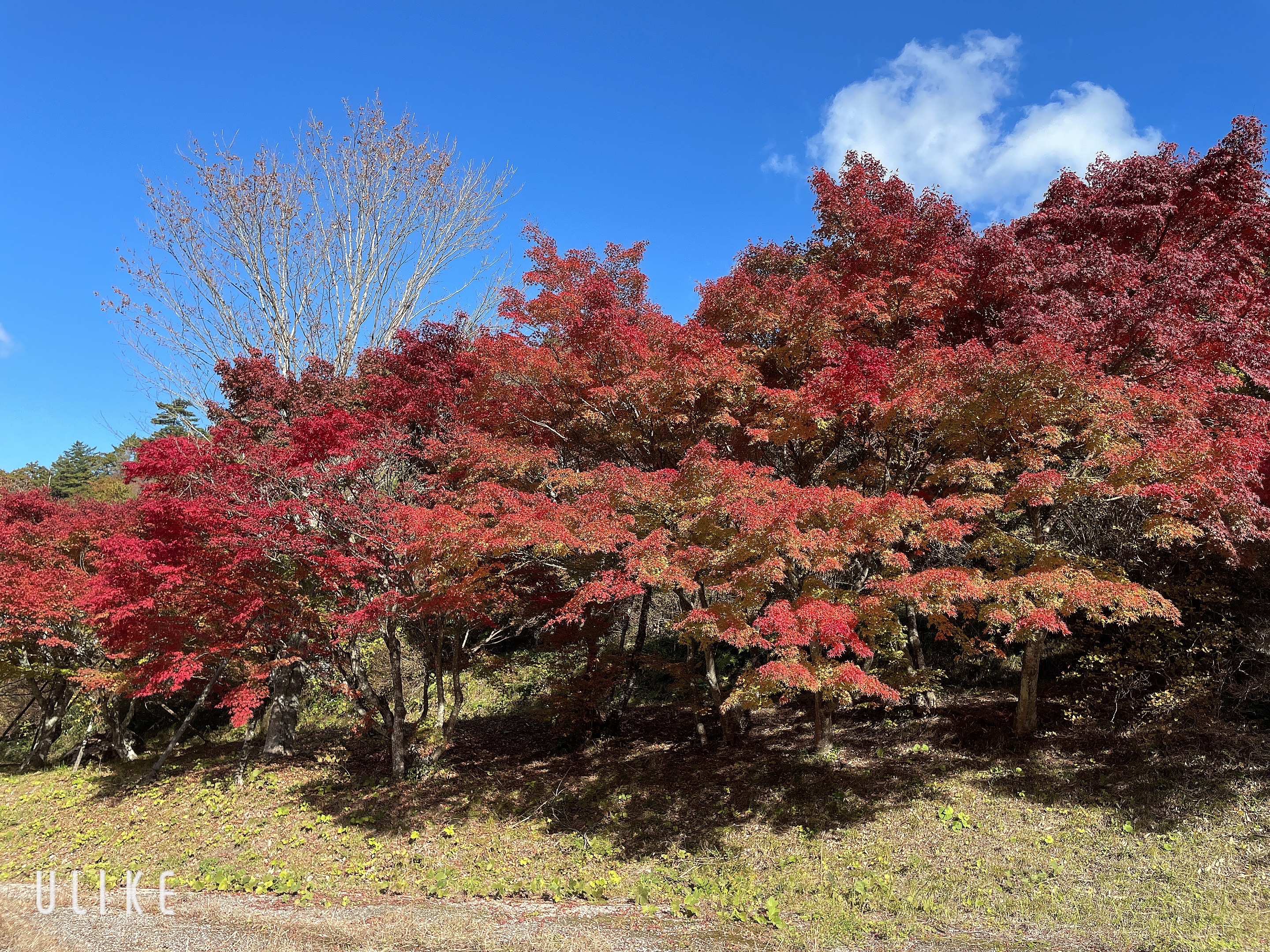 松岡しほ